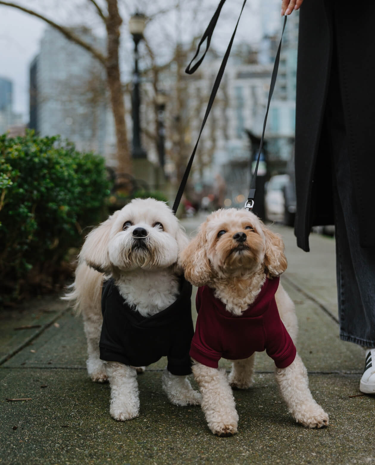 Classic Hoodie – Merlot